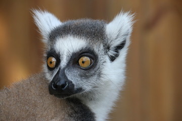 Obraz premium Lemur