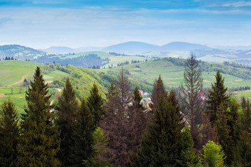 landscape of a mountains with fir-tree and green valley
