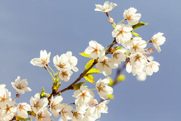 Fototapeta na wymiar Blooming japan sakura flowers. Cherry tree branch