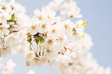Blooming japan sakura flowers. Cherry tree branch. Selective focus