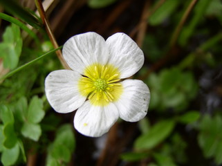 White flower