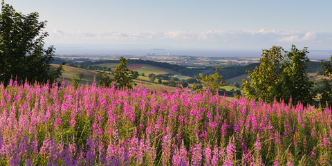 Views to Hinkley Point Nuclear Power station from Quantock Hills Somerset UK countryside with pink flowers