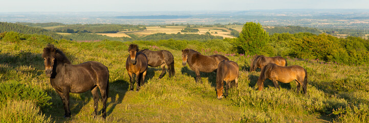 Naklejka premium Wild ponies Quantock Hills Somerset England UK countryside views panoramic view