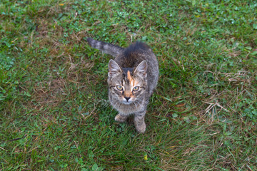 Naklejka premium Homeless hungry kitten sitting on the grass. Animals