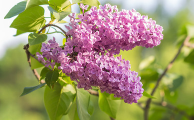 blooming lilac in the botanical garden