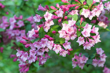 Weigela flowering branch in the botanical garden