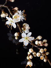 Twig of Blackthorn flowers, studio shot reflected. Prunus spinosa.