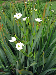 Morea robinsoniana