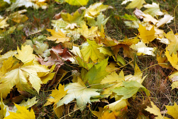 Colourful autumn leaves on the ground in the park, close up