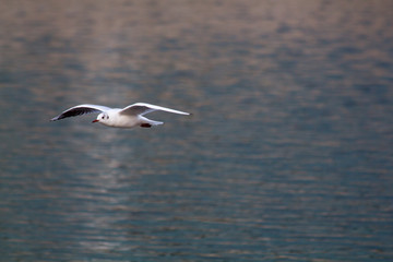Fototapeta na wymiar Seagull in Wroclaw