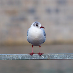 Seagull in Wroclaw