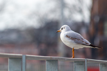 Seagull in Wroclaw