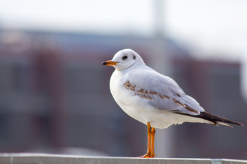 Seagull in Wroclaw