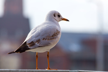 Seagull in Wroclaw