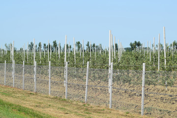 Fototapeta premium Young apple orchard