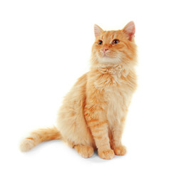 Fototapeta premium Fluffy red cat isolated on white background