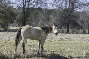 Blond bay horse behind a fence