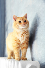 Fototapeta na wymiar Fluffy red cat on warm radiator near grey wall