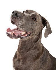 Happy Great Dane Dog Closeup