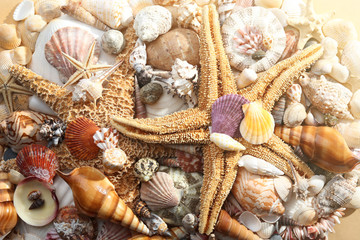 Sea shell background