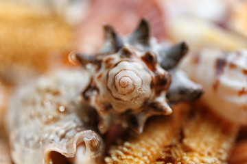 Sea star and seashell closeup