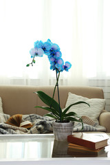 Beautiful blue orchid flowers in the room, close up
