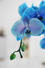Fototapeta na wymiar The blossoming branch of a blue orchid, close up