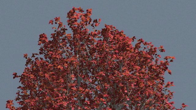 Bradford Pear Crown Tree Crown Red Branches Leaves Swaying at the Wind Fall Computer Generated Animation Outdoors Studio