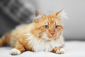 Fototapeta na wymiar Fluffy red cat lying on a sofa
