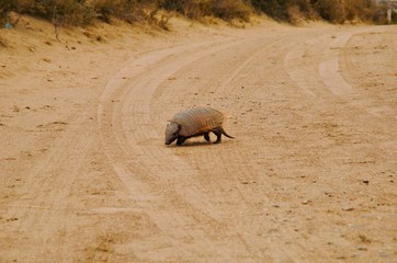 An armadillo walking on the street at Península Valdés