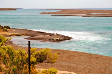 Long shot of sea elephants laying at the beach at Punta Cantor in Península Valdés