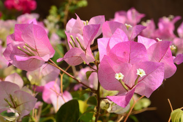 Pink Bougaville flowers