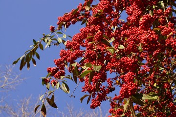 Firethorn - Pyracantha coccinea under blue sky