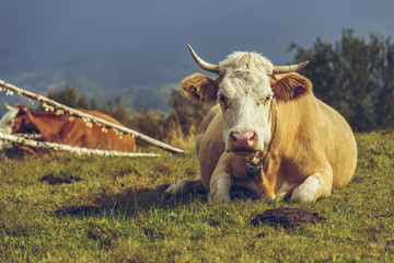 Adult female cow resting on the grass. Ecological livestock breeding. Cow dung, a natural ecological fertilizer, a renewable and stable source of green organic energy, used to produce biogas.