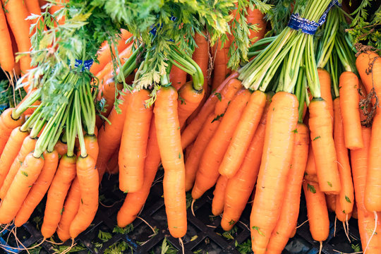 group of carrot