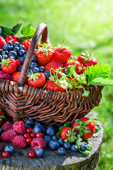 Fresh berry fruits in sunny day