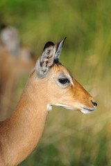 Obraz premium impala