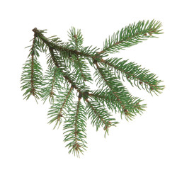 Fir branch, isolated on white