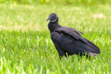 Black Vulture on the green grass
