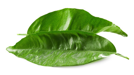 Green tea leaves, isolated on white