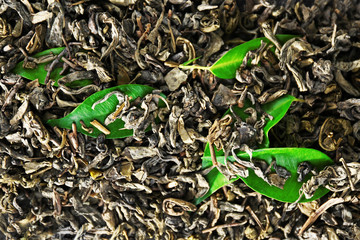 Granulated tea with green leaves as background