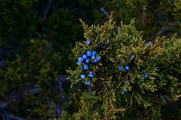 Juniper Berries 