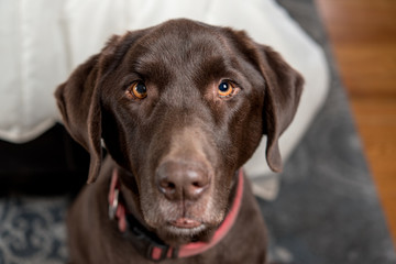 Pretty Chocolate Lab in a bedroom at foot of bed