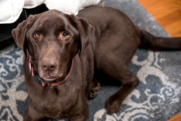 Pretty Chocolate Lab in a bedroom at foot of bed