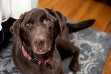 Pretty Chocolate Lab in a bedroom at foot of bed