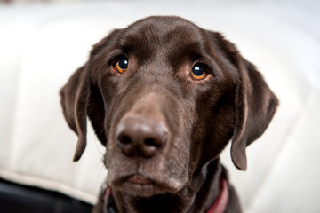 Pretty Chocolate Lab in a bedroom at foot of bed