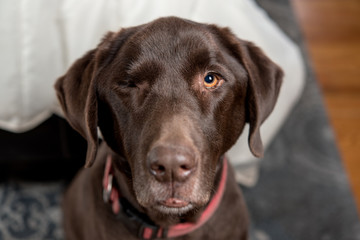 Pretty Chocolate Lab in a bedroom at foot of bed