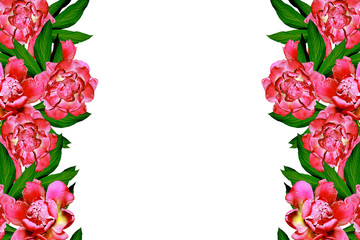 peony flowers isolated on white background.