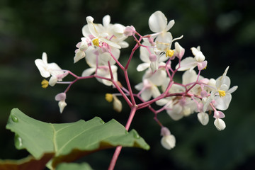 Flower of the Begonia genus