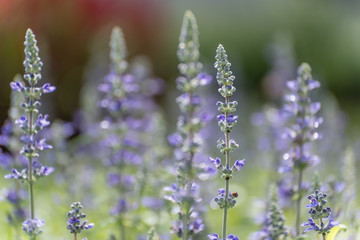 Obraz na płótnie Canvas Lavender Field (Soft Focus)